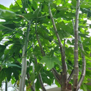 chaya / chayamansa / tree spinach - Cnidoscolus aconitifolius