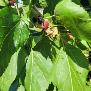 black mulberry - Morus nigra. cloned by cutting from Moore's Creek mulberry