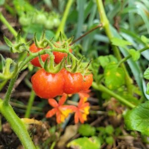 everglades tomatoes - Solanum pimpinellifolium. the wild summer tomato of Florida