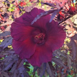 cranberry hibiscus - African rosemallow - Hibiscus Acetosella