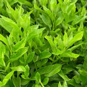 longevity spinach - Gynura procumbens