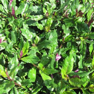 Okinawa spinach - Guynura bicolor