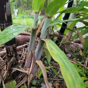 sugarcane, Saccharum officinarum. 2 rooted nodes of purple/black cane.