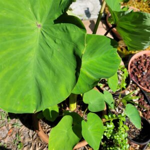 taro, eddo - Colocasia esculenta