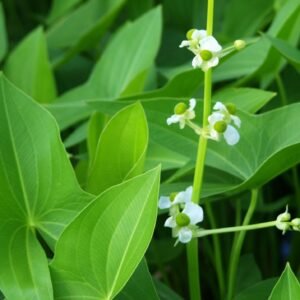 broadleaf arrowhead, duck potato, katniss -  Sagittaria latifolia